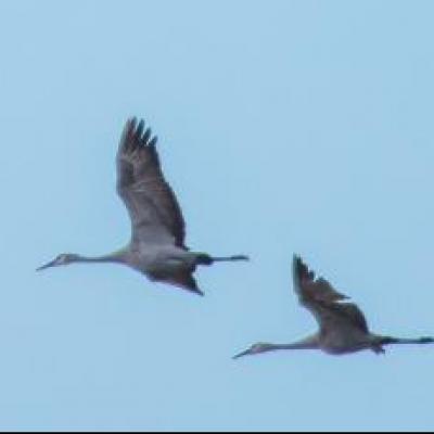 Sandhill cranes and tundra swans, Ontario