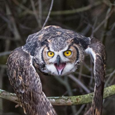Great-horned owl