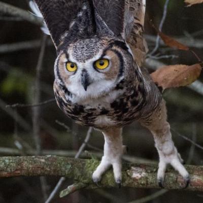 Great-horned owl