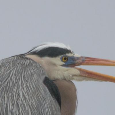 Great blue heron