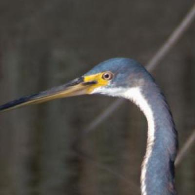 Tri-coloured heron