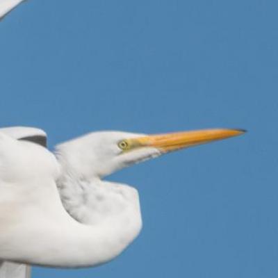 Great egret