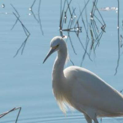 Great egret and snowy egret