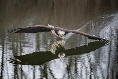 Bald eagle