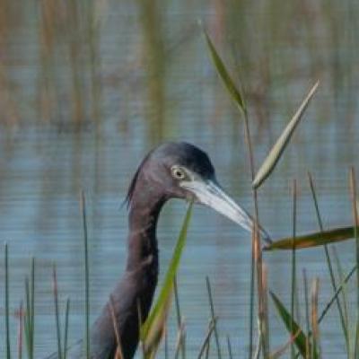 Blue heron