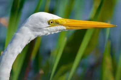 Great egret