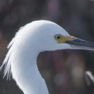 Snowy egret