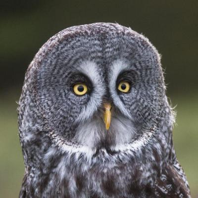 Great-grey owl