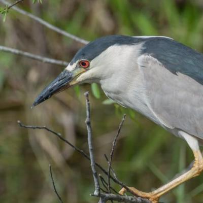 Black-crowned night heron