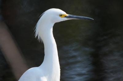 Snowy egret