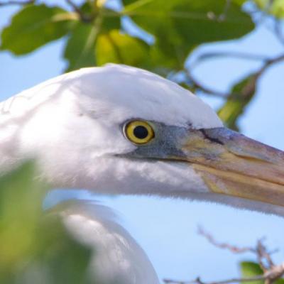 Great blue heron - white morph