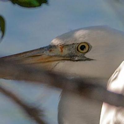 White morph of great blue heron
