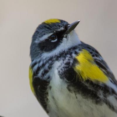 Myrtle (yellow rumped) warbler