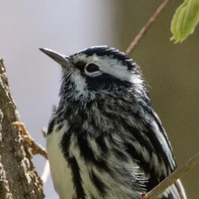 Black and white warbler