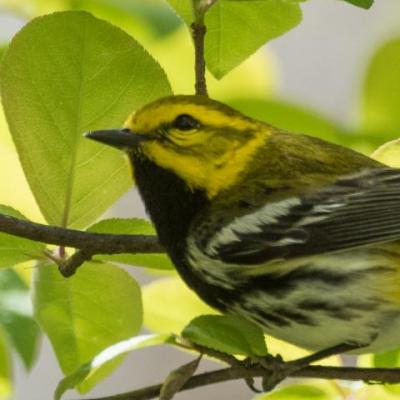 Black-throated green warbler