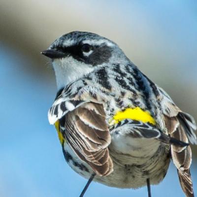 Myrtle (yellow-rumped) warbler