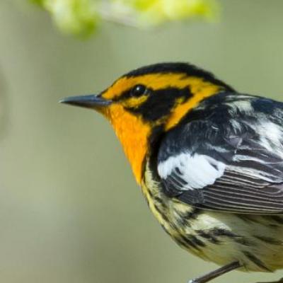 Blackburnian warbler