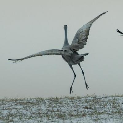 Dancing sandhill crane