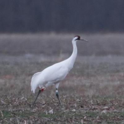 Whooping crane and white tail deer, Indiana