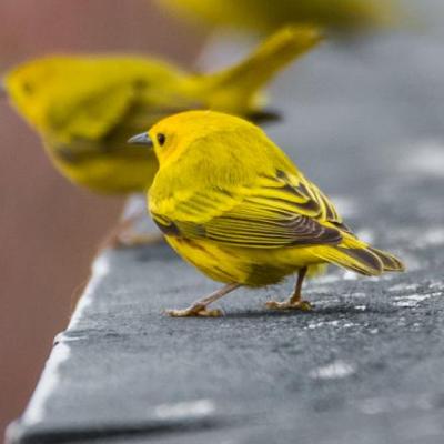 Yellow warblers