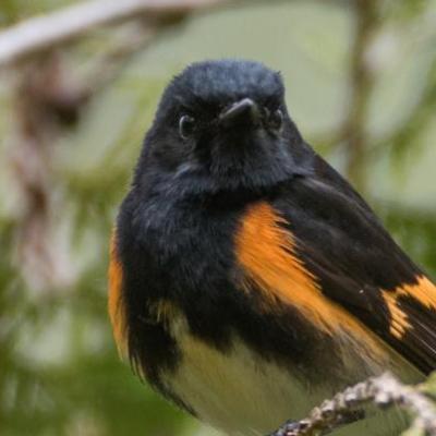 American redstart