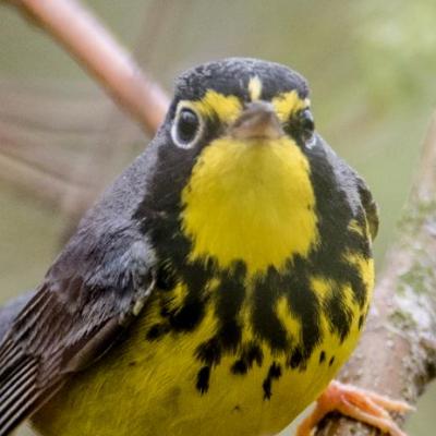 Canada warbler