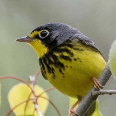 Canada warbler