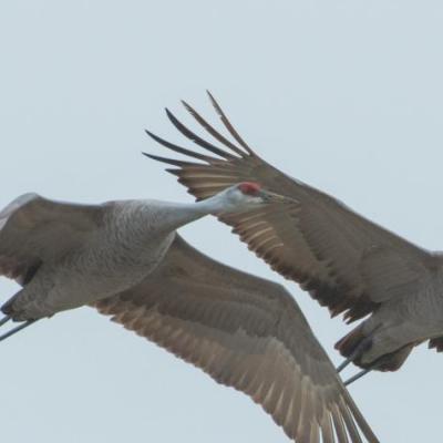 Sandhill cranes, Indiana