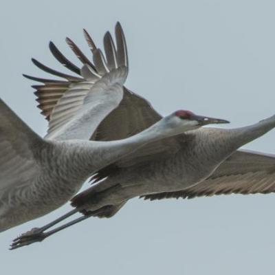 Sandhill cranes, Indiana