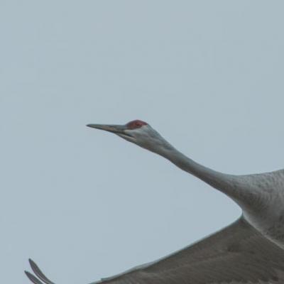 Sandhill crane, Indiana