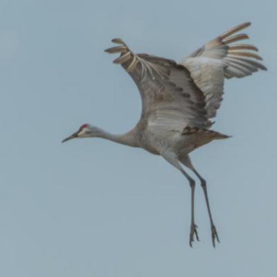 Sandhill cranes landing, Indiana
