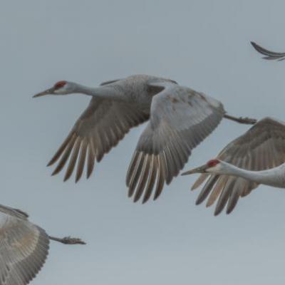 Sandhill cranes, Indiana