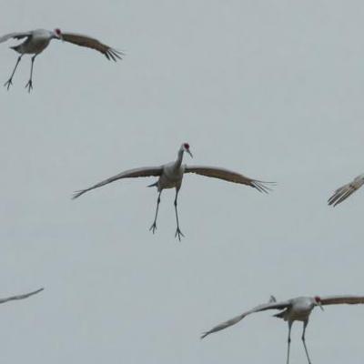 Sandhill cranes, landing, Indiana