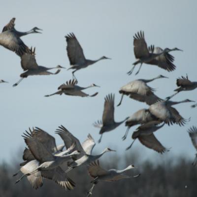 Sandhill cranes, Indiana