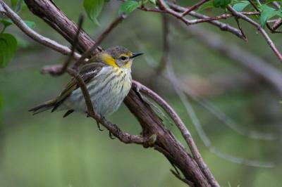 Cape May (female) warbler