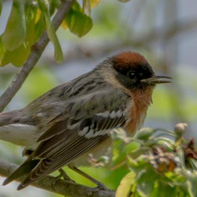 Bay-breasted warbler