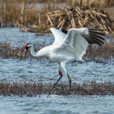 Whooping crane, Indiana