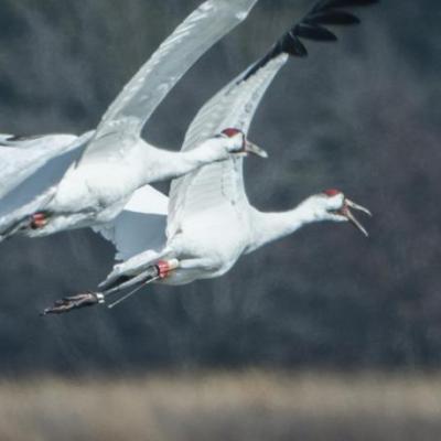 Whooping cranes, Indiana