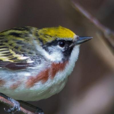 Chestnut-sided warbler