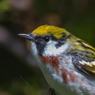 Chestnut-sided warbler