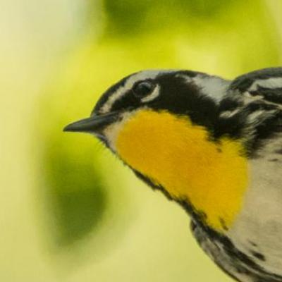 Yellow-throated warbler