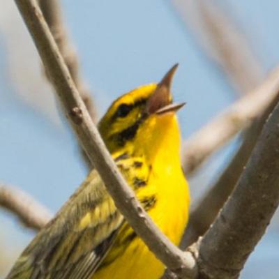 Prairie warbler