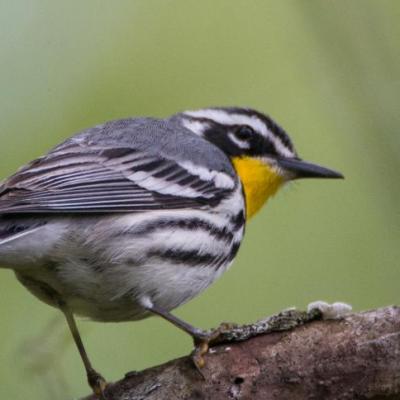 Yellow-throated warbler