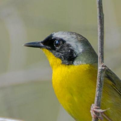 Common yellowthroat