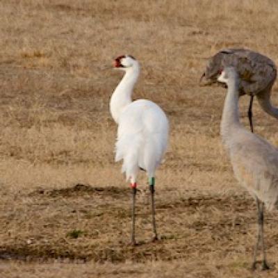 Whooping crane with Sandhill cranes, Alabama