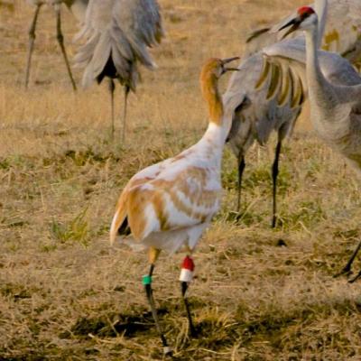 Juvenile whooping crane with Sandhill cranes, Alabama